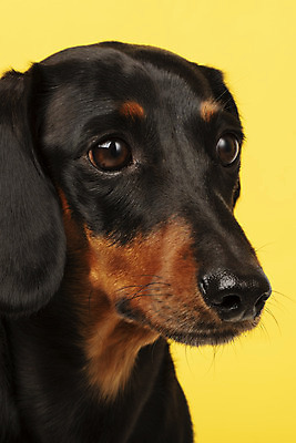 포토 JPG 스튜디오촬영 동물 한마리 반려견 실내 근접촬영 사람없음 앞모습 반려동물 귀여움 개 강아지 닥스훈트 노란배경 반려 국내포토 1 뷰포인트 백그라운드 컨셉 포유류 내부 노란색 파일형식