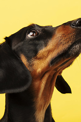 포토 JPG 스튜디오촬영 동물 한마리 반려견 실내 근접촬영 사람없음 옆모습 반려동물 귀여움 개 강아지 닥스훈트 노란배경 반려 국내포토 1 뷰포인트 백그라운드 컨셉 포유류 내부 노란색 파일형식