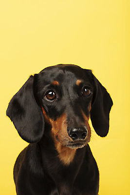 포토 JPG 스튜디오촬영 동물 한마리 반려견 실내 사람없음 앞모습 반려동물 귀여움 개 강아지 닥스훈트 노란배경 반려 국내포토 1 뷰포인트 백그라운드 컨셉 포유류 내부 노란색 파일형식
