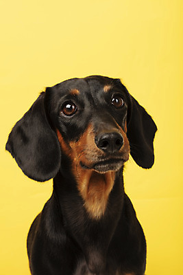 포토 JPG 스튜디오촬영 동물 한마리 반려견 실내 사람없음 앞모습 반려동물 귀여움 개 강아지 닥스훈트 노란배경 반려 국내포토 1 뷰포인트 백그라운드 컨셉 포유류 내부 노란색 파일형식