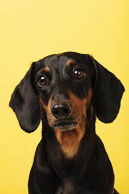포토 JPG 스튜디오촬영 동물 한마리 반려견 실내 사람없음 앞모습 반려동물 귀여움 개 강아지 닥스훈트 노란배경 반려 국내포토 1 뷰포인트 백그라운드 컨셉 포유류 내부 노란색 파일형식