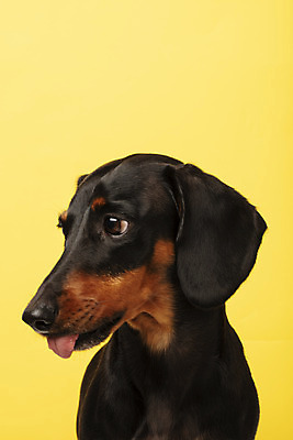 포토 JPG 스튜디오촬영 동물 한마리 반려견 실내 사람없음 앞모습 반려동물 귀여움 개 강아지 닥스훈트 노란배경 반려 국내포토 1 뷰포인트 백그라운드 컨셉 포유류 내부 노란색 파일형식