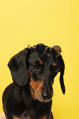 포토 JPG 스튜디오촬영 동물 한마리 반려견 실내 사람없음 앞모습 반려동물 선글라스 귀여움 개 강아지 닥스훈트 노란배경 반려 국내포토 1 안경 뷰포인트 백그라운드 컨셉 포유류 내부 노란색 파일형식