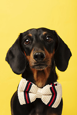 포토 JPG 스튜디오촬영 동물 한마리 반려견 나비넥타이 실내 사람없음 앞모습 반려동물 귀여움 개 강아지 닥스훈트 노란배경 반려 국내포토 1 뷰포인트 백그라운드 컨셉 포유류 넥타이 내부 노란색 파일형식
