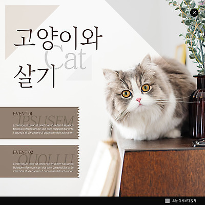 PSD 템플릿 한마리 ZIP 웹템플릿 팝업 이벤트팝업 웹팝업 사람없음 갈색 고양이 반려 빅팝업 이미지템플릿 1 컬러 포유류 반려동물 파일형식