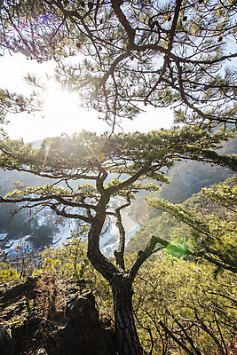 포토 JPG 주간 여행 한국 풍경 사람없음 야외 관광지 햇빛 소나무 원주 강원도 국내여행 출렁다리 소금산 국내포토 자연요소 나무 아시아 산 태양 다리_건축물 파일형식