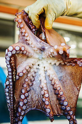 포토 JPG 주간 손 바다 여행 한국 들기 풍경 야외 신체부위 관광지 강원도 동해 문어 국내여행 고성_강원도 대진항 국내포토 자연요소 아시아 모션 연체동물 사람 항구 수중동물 파일형식