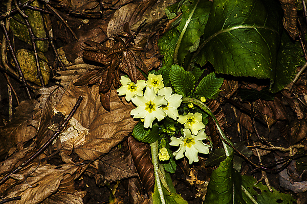 포토 JPG 해외이미지 식물 계절 꽃 야생동물 줄기 백그라운드 잎 자연 풍경 사람없음 야외 장식 초록색 갈색 노란색 봄 성장 시골 신선 닫기 질감 내추럴 영원 프리뮬러 해외202007 해외포토 동물 컬러 모션 생태계 파일형식