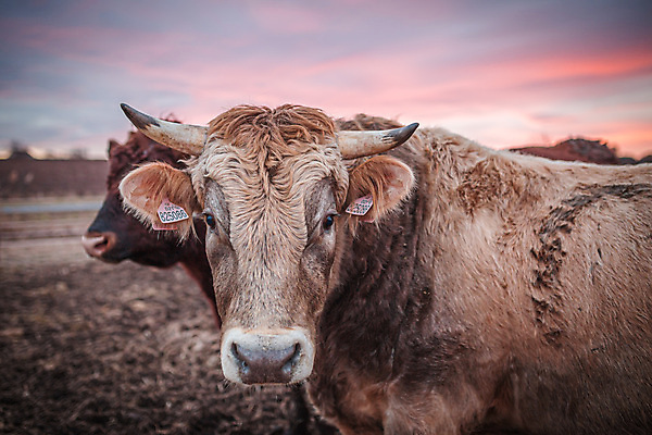 포토 JPG 해외이미지 동물 행복 밭 농업 포유류 자연 하늘 풍경 초원 사람없음 야외 초록색 여름 농장 갈색 머리 가축 일몰 소고기 우유 시골 소 군중 방목 싱글 황소 진흙 송아지 밭일 해외202007 해외포토 계절 감정 산업 새끼 컬러 유제품 육류 사람 신체부위 노을 축산업 생태계 파일형식