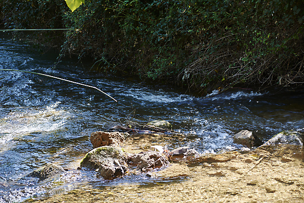 포토 JPG 해외이미지 나무 식물 여행 잎 모션 자연 산 이끼 풍경 사람없음 목재 초록색 물 여름 파란색 빛 강 햇빛 평화 환경 봄 활발 폭포 젖음 흐름 가을 바위 신선 개울 떨어짐 숲 순수 내추럴 해외202007 해외포토 자연요소 계절 컬러 컨셉 재료 태양 돌_바위 생태계 파일형식