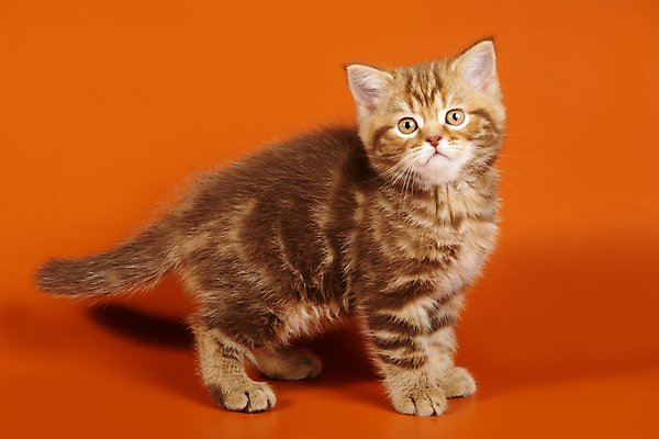 포토 JPG 해외이미지 동물 응시 백그라운드 장난 포유류 털 사람없음 반려동물 고양이 줄무늬 흰색 작음 모피 사진사 호기심 얼룩무늬 솜털 고립 기르기 직진 스코틀랜드 해외202007 해외포토 시선 감정 컬러 컨셉 무늬 영국 크기 작가 돌봄 파일형식