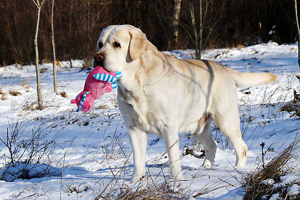 포토 JPG 해외이미지 공원 행복 겨울 하늘 사람없음 반려동물 장난감 달리기 노란색 맑음 흰색 황금 개 리트리버 숲 래브라도리트리버 창백 기르기 유래 해외202007 해외포토 동물 계절 공공시설 감정 컬러 포유류 모션 날씨 돌봄 파일형식