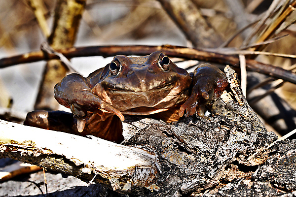 포토 JPG 해외이미지 동물 자연 개구리 양서류 사람없음 두꺼비 해외202007 해외포토 생태계 파일형식