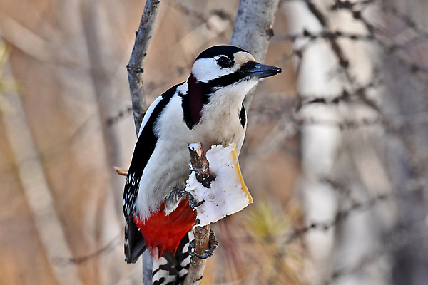 포토 JPG 해외이미지 동물 조류 사람없음 견과류 깃털 부리 참새 해외202007 해외포토 파일형식