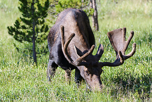 포토 JPG 해외이미지 동물 호수 야생동물 포유류 자연 산 털 종류 사람없음 물 갈색 어둠 코트 종 흰색 소나무 소 습지 숲 위험 큼 시원함 속눈썹 버드나무 황소 코 귀 무거움 주둥이 엘크 콜로라도 벨벳 해외202007 해외포토 자연요소 나무 컬러 컨셉 신체부위 미국 외투 무게 크기 실크 눈썹 생태계 파일형식