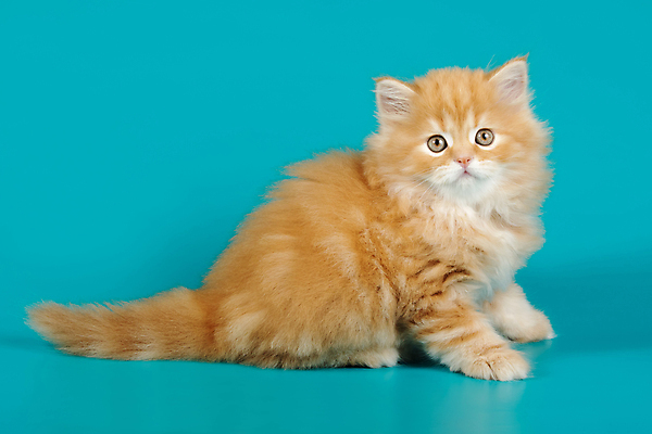 포토 JPG 해외이미지 동물 1 응시 백그라운드 포유류 자연 털 사람없음 반려동물 고양이 회색 흰색 얼룩무늬 솜털 산악지대 고립 기르기 직진 스코틀랜드 해외202007 해외포토 시선 컬러 무늬 영국 산 생태계 돌봄 파일형식