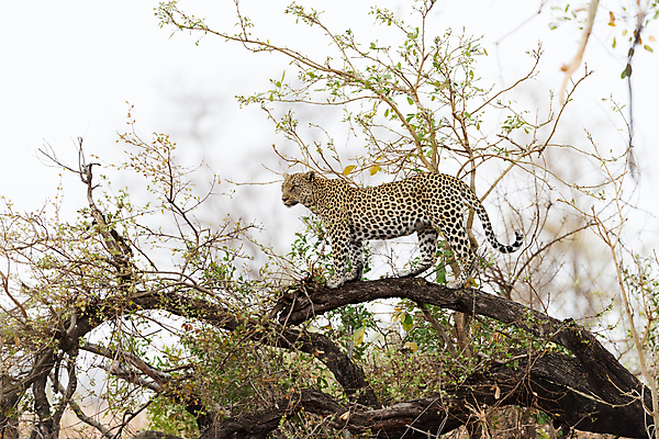 포토 JPG 해외이미지 나무 동물 1 응시 얼굴 야생동물 포유류 아프리카 자연 털 사람없음 야외 가로 고양이 사막 점 황무지 위험 큼 사파리 사냥 육식동물 위치 사냥꾼 표범 남쪽 내추럴 나미비아 남아프리카 보츠와나 웅장함 이국적 힘찬 해외202007 해외포토 식물 직업 시선 나라 컨셉 신체부위 반려동물 크기 방향 생태계 파일형식