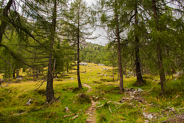 포토 JPG 해외이미지 나무 구름 공원 유럽 길 여행 잎 자연 휴가 산 풍경 사람없음 야외 초록색 여름 파란색 햇빛 평화 계곡 이탈리아 등산 자유 안개 바위 소나무 정상 숲 즐거움 그림 오르기 루트 생태학 웅장함 절정 환상 선두 해외202007 해외포토 자연요소 식물 계절 공공시설 교육 감정 나라 컬러 컨셉 모션 날씨 태양 트래킹 돌_바위 생태계 파일형식