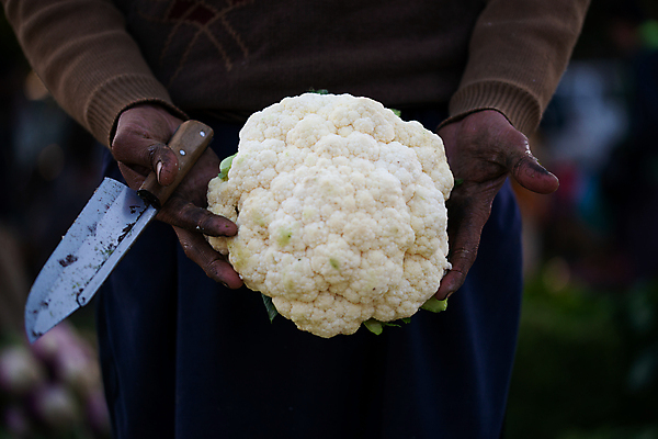포토 JPG 해외이미지 식물 잡화 꽃 클리핑패스 음식 백그라운드 잎 농업 다이어트 채소 재료 자연 건강 요리 사람없음 초록색 정원 식사 흰색 신선 달콤 맛 오브젝트 유기농 양배추 채식 날것 건강식 내추럴 고립 숙성 채식주의자 비건 해외202007 해외포토 웰빙 산업 컬러 컨셉 생태계 파일형식