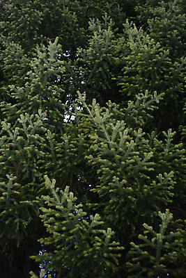 포토 JPG 해외이미지 나무 식물 계절 여행 백그라운드 잎 크리스마스 겨울 패턴 자연 추상 사람없음 야외 목재 장식 초록색 환경 봄 나뭇가지 신선 소나무 숲 묘사 질감 부드러움 북쪽 상록수 침엽수 전나무 원뿔 내추럴 생태학 가문비나무 해외202007 해외포토 도형 교육 기념일 컬러 무늬 재료 감각 방향 생태계 파일형식