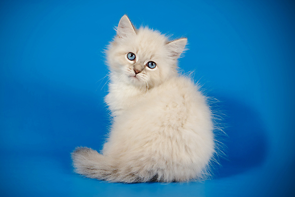 포토 JPG 해외이미지 한마리 사람없음 파란색 반려동물 고양이 해외202007 네바마스커레이드 해외포토 동물 1 컬러 포유류 파일형식