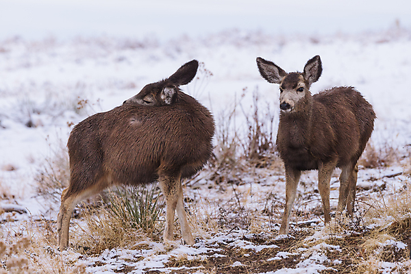 포토 JPG 해외이미지 동물 여자 꽃 야생동물 포유류 자연 산 털 종류 사람없음 갈색 달러 봄 임신 젖음 추위 코트 흰색 붓 소나무 잡초 군중 숲 속눈썹 먹기 배고픔 귀 주둥이 신발장 아기사슴 암사슴 해외202007 해외포토 나무 식물 계절 새끼 컬러 돈 모션 사슴 사람 신체부위 외투 암컷 눈썹 생태계 파일형식