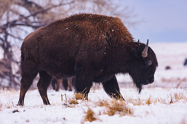 포토 JPG 해외이미지 동물 남자 야생동물 밭 신체 포유류 자연 산 뿔 종류 성인 사람없음 야외 초록색 파란색 갈색 미국 어둠 코트 소 군중 위험 큼 들소 순수 황소 먼지 지역 무거움 공격적 어려움 찰과상 콜로라도 해외202007 해외포토 컬러 컨셉 북아메리카 농업 사람 외투 무게 상처 크기 생태계 파일형식