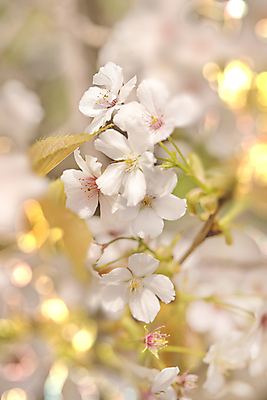 포토 JPG 해외이미지 나무 식물 구름 계절 공원 꽃잎 꽃 분홍색 백그라운드 잎 자연 하늘 사람없음 야외 파란색 컬러풀 정원 일본 봄 흰색 나뭇가지 신선 화려 체리 도쿄 보케 붓꽃 내추럴 창백 방법 효과 해외202007 해외포토 자연요소 공공시설 아시아 컬러 컨셉 과일 생태계 파일형식