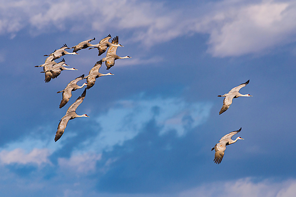 포토 JPG 해외이미지 동물 구름 야생동물 밭 날개 자연 조류 하늘 산 사람없음 야외 빨간색 파란색 컬러풀 노란색 검은색 봄 회색 덮개 흰색 큼 깃털 기중기 부리 목 서식지 전국 콜로라도 해외202007 해외포토 자연요소 계절 컬러 농업 신체부위 미국 뚜껑 중장비 크기 생태계 파일형식