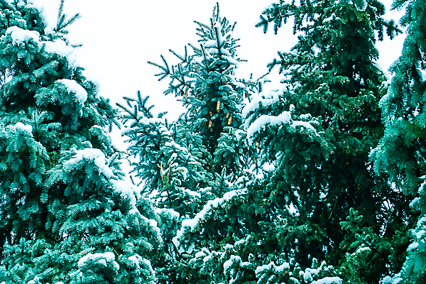 포토 JPG 해외이미지 나무 디자인 계절 백그라운드 크리스마스 겨울 자연 휴가 새로움 새해 풍경 사람없음 야외 장식 가로 초록색 크리스마스트리 냉동 추위 흰색 나뭇가지 축하 소나무 정상 숲 12월 연도 서리 상록수 침엽수 전나무 눈내림 가문비나무 크리스마스배경 해외202007 해외포토 식물 기념일 컬러 컨셉 눈_날씨 날짜 생태계 파일형식