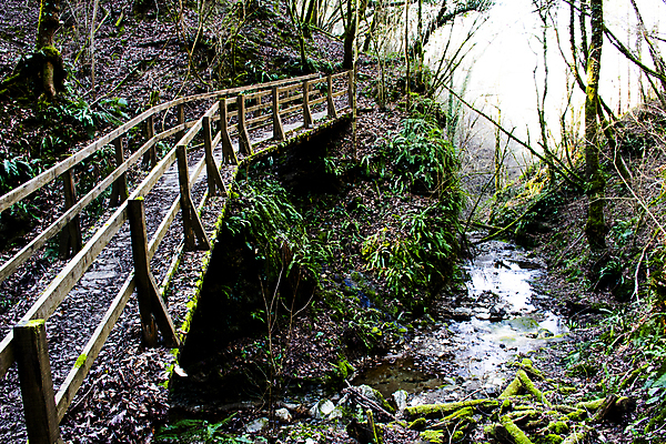 포토 JPG 해외이미지 나무 공원 유럽 길 여행 잎 자국 자연 산 이끼 풍경 사람없음 야외 목재 초록색 물 강 환경 침묵 산책 폭포 하이킹 흐름 가을 나뭇가지 시골 신선 개울 황무지 습지 숲 내추럴 해외202007 해외포토 자연요소 식물 계절 공공시설 나라 컬러 컨셉 재료 레저 휴식 소리 생태계 파일형식