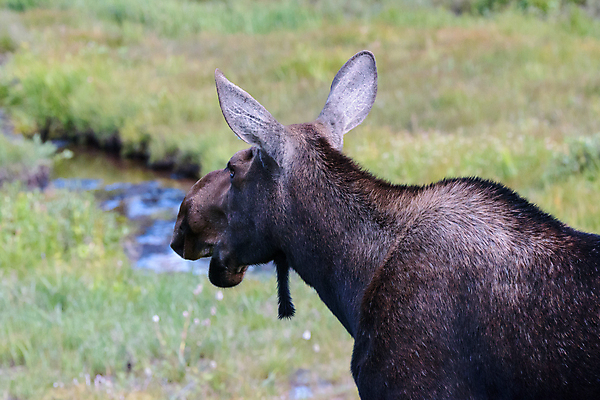 포토 JPG 해외이미지 동물 호수 야생동물 포유류 자연 산 털 종류 사람없음 초록색 물 갈색 어둠 코트 종 흰색 소나무 소 습지 군중 숲 위험 큼 시원함 속눈썹 버드나무 황소 코 귀 무거움 주둥이 콜로라도 벨벳 해외202007 해외포토 자연요소 나무 컬러 컨셉 사람 신체부위 미국 외투 무게 크기 실크 눈썹 생태계 파일형식