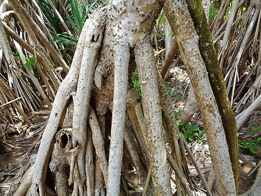 포토 JPG 해외이미지 나무 식물 야생동물 바다 백그라운드 잎 과일 자연 하늘 추상 건강 풍경 사람없음 야외 목재 장식 빨간색 초록색 여름 환경 성장 흰색 나사 신선 소나무 허브 유기농 질감 뿌리 내추럴 숙성 해외202007 해외포토 동물 웰빙 계절 컬러 무늬 재료 공구 생태계 파일형식