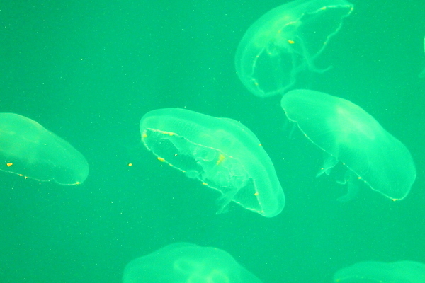 포토 JPG 해외이미지 동물 야생동물 바다 자연 생물 어류 사람없음 물 파란색 빛 컬러풀 수중 흰색 투명 스노클링 위험 수족관 젤리 내추럴 깊이 해외202007 해외포토 자연요소 컬러 컨셉 디저트 수중동물 수상스포츠 생태계 파일형식