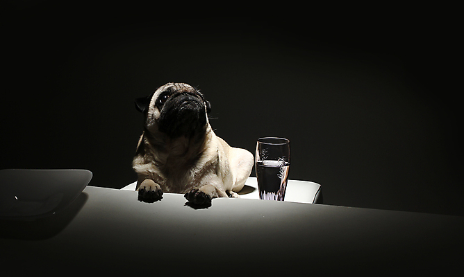 포토 JPG 해외이미지 동물 1 응시 얼굴 백그라운드 비즈니스 포유류 자연 앉기 사람없음 반려동물 흰색 입 개 강아지 작음 자르기 혀 호기심 사냥개 슛 송곳니 고립 기르기 심각 유래 치프 해외202007 해외포토 시선 감정 컬러 컨셉 모션 신체부위 치아 크기 생태계 돌봄 파일형식