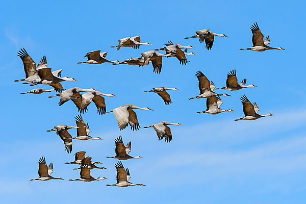 포토 JPG 해외이미지 동물 구름 야생동물 밭 날개 자연 조류 하늘 산 사람없음 야외 빨간색 파란색 컬러풀 노란색 검은색 봄 회색 덮개 흰색 큼 깃털 기중기 부리 목 서식지 전국 콜로라도 해외202007 해외포토 자연요소 계절 컬러 농업 신체부위 미국 뚜껑 중장비 크기 생태계 파일형식