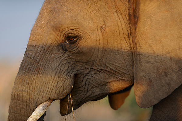 포토 JPG 해외이미지 동물 공원 도로 야생동물 모래 여행 포유류 아프리카 자연 코끼리 사람없음 야외 빨간색 세로 초록색 관광지 산책 탐험 치아 큼 사파리 황소 상아 나미비아 옛날 웅장함 전국 접근 해외202007 해외포토 공공시설 나라 길 컬러 교통시설 휴식 소화기관 소 크기 생태계 남아프리카 파일형식
