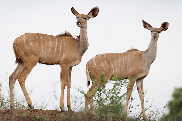 포토 JPG 해외이미지 동물 응시 공원 남자 얼굴 야생동물 밭 아프리카 자연 털 뿔 나선형 서기 성인 사람없음 파란색 맑음 게임 사파리 황소 영양 갈기 남쪽 경보 블러 전국 해외202007 해외포토 시선 공공시설 나라 컬러 무늬 농업 모션 놀이 날씨 사람 신체부위 소 방향 생태계 파일형식