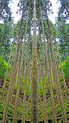 포토 JPG 해외이미지 나무 계절 공원 백그라운드 잎 자국 자연 파노라마 풍경 사람없음 야외 목재 가로 세로 초록색 여름 빛 환경 맑음 시골 숲 땅 내추럴 삼림지대 수평선 해외202007 해외포토 식물 공공시설 컬러 재료 날씨 촬영기법 생태계 파일형식