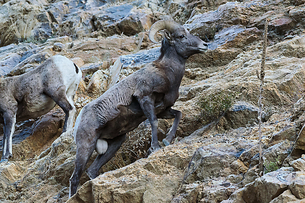 포토 JPG 해외이미지 동물 여자 남자 야생동물 어린이 모래 포유류 자연 털 뿔 사람없음 빛 태양 갈색 힘 가을 붓 양 뜨거움 소 군중 먹기 바퀴자국 냄새 문학 암초 내추럴 램 어려움 콜로라도 해외202007 해외포토 자연요소 계절 컬러 자국 모션 사람 미국 생태계 파일형식