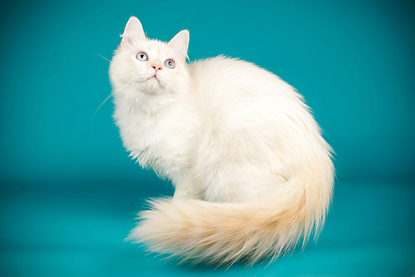 포토 JPG 해외이미지 한마리 사람없음 파란색 반려동물 고양이 해외202007 네바마스커레이드 해외포토 동물 1 컬러 포유류 파일형식