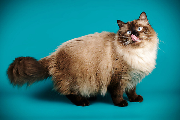 포토 JPG 해외이미지 한마리 사람없음 파란색 반려동물 고양이 해외202007 네바마스커레이드 해외포토 동물 1 컬러 포유류 파일형식