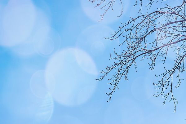 포토 JPG 해외이미지 모양 나무 식물 구름 계절 공원 실루엣 백그라운드 겨울 패턴 자연 벽지 하늘 추상 풍경 사람없음 야외 목재 장식 여름 파란색 빛 햇빛 우주 환경 검은색 봄 추위 흰색 나뭇가지 숲 심볼 사인 질감 반대 내추럴 벌거벗은 해외202007 해외포토 자연요소 공공시설 컬러 무늬 재료 촬영기법 태양 생태계 파일형식