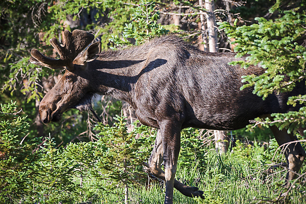포토 JPG 해외이미지 동물 호수 야생동물 포유류 자연 산 털 종류 사람없음 물 갈색 어둠 코트 종 흰색 소나무 소 습지 숲 위험 큼 시원함 속눈썹 버드나무 황소 코 귀 무거움 주둥이 엘크 콜로라도 벨벳 해외202007 해외포토 자연요소 나무 컬러 컨셉 신체부위 미국 외투 무게 크기 실크 눈썹 생태계 파일형식