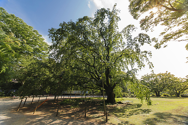 포토 JPG 해외이미지 나무 식물 전통 공원 잎 불교 자연 하늘 휴식 그림자 잔디 사람없음 야외 목재 초록색 컬러풀 태양 정원 일본 맑음 봄 체리 영혼 도쿄 큼 그늘 감탄 해외202007 해외포토 자연요소 계절 공공시설 아시아 종교 컬러 컨셉 과일 재료 날씨 크기 생태계 파일형식