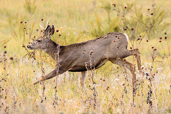 포토 JPG 해외이미지 동물 여자 꽃 포유류 자연 엄마 산 털 종류 사람없음 갈색 달러 봄 임신 코트 붓 소나무 잡초 군중 숲 속눈썹 먹기 배고픔 귀 주둥이 신발장 아기사슴 암사슴 해외202007 해외포토 나무 식물 계절 새끼 컬러 돈 가족 모션 사슴 사람 신체부위 외투 암컷 눈썹 생태계 파일형식