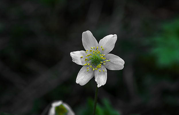 포토 JPG 해외이미지 나무 식물 계절 공원 꽃잎 꽃 백그라운드 잎 꽃무늬 자연 초원 사람없음 야외 목재 초록색 여름 파란색 빛 태양 노란색 환경 정원 보라색 봄 들꽃 벚꽃 흰색 신선 개화 숲 작음 제비꽃 묘사 내추럴 아네모네 해외202007 해외포토 자연요소 공공시설 컬러 무늬 재료 크기 생태계 파일형식