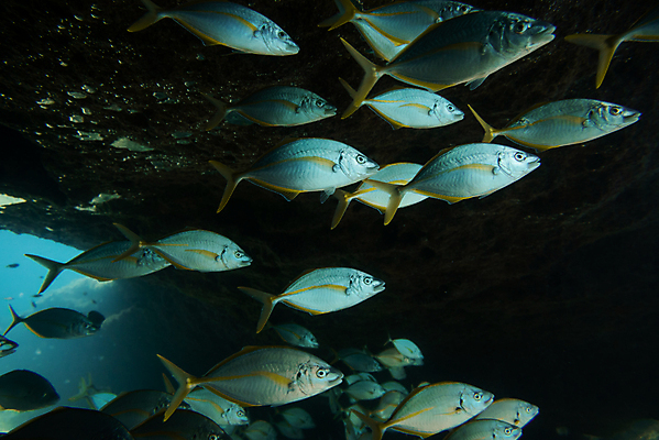 포토 JPG 해외이미지 동물 바다 섬 여행 학교 자연 낚시 어류 풍경 사람없음 빨간색 물 파란색 바닷속 수중 수영 그룹 산호 잠수부 땅 생태계 다이빙 암초 내추럴 깊이 파라다이스 해외202007 해외포토 자연요소 교육 컬러 레저 수중동물 수상스포츠 자포동물 전문직 수중스포츠 파일형식