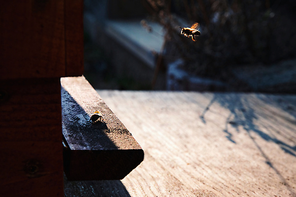 포토 JPG 해외이미지 동물 계절 실루엣 유럽 곤충 농업 비즈니스 자연 주택 건강 사람없음 야외 목재 초록색 파란색 봄 속도 꽃가루 꿀 벌집 내추럴 양봉 해외202007 해외포토 나무 나라 산업 컬러 재료 촬영기법 건물 가루 생태계 파일형식