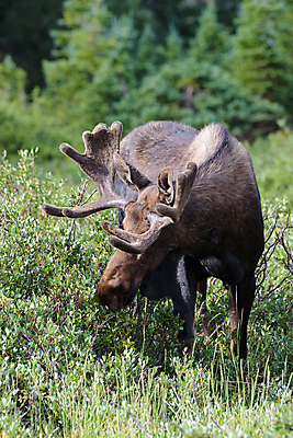 포토 JPG 해외이미지 동물 호수 야생동물 포유류 자연 산 털 종류 사람없음 초록색 물 갈색 어둠 코트 종 흰색 소나무 소 습지 군중 숲 위험 큼 시원함 속눈썹 버드나무 황소 코 귀 무거움 주둥이 콜로라도 벨벳 해외202007 해외포토 자연요소 나무 컬러 컨셉 사람 신체부위 미국 외투 무게 크기 실크 눈썹 생태계 파일형식
